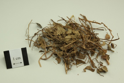 Longtube Ground Ivy Herb