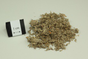 Virgate Wormwood Herb
