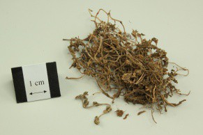 Stringy Stonecrop Herb