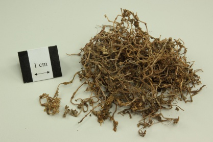 Stringy Stonecrop Herb