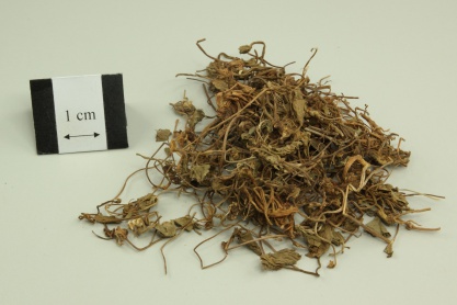 Asiatic Pennywort Herb