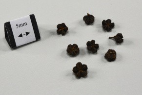 Medicinal Evodia Fruit