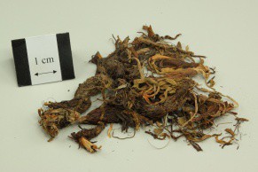 Nardostachys Rooty