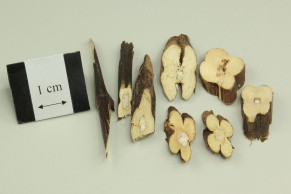 Perilla Stem