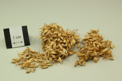 Germinated Barley
