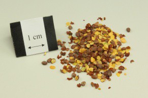 Radish Seed