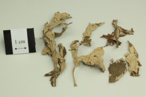 Argy Wormwood Leaf