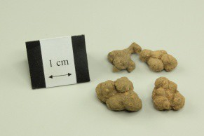 Decumbent Corydalis Rhizome