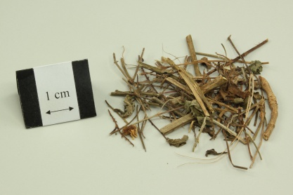 European Verbena Herb