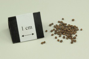 Garden Balsam Seed