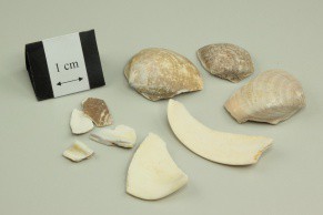Clam Shell