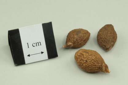 Boat-fruited Sterculia Seed