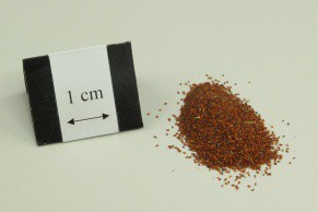 Pepperweed Seed, Tansymustard Seed