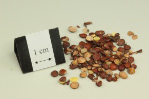 Spine Date Seed