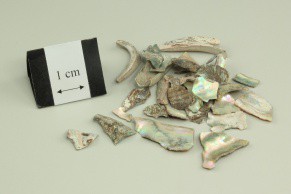 Abalone Shell