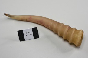 Antelope Horn