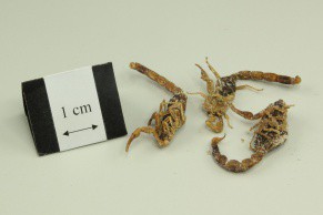Scorpion