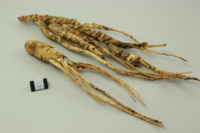 Ginseng