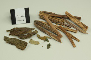 Ginseng Leaf
