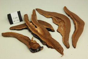 Glossy Ganoderma
