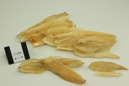Cochinchinese Asparagus Root